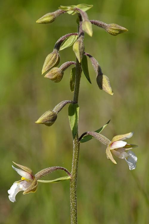 Epipactis palustris.