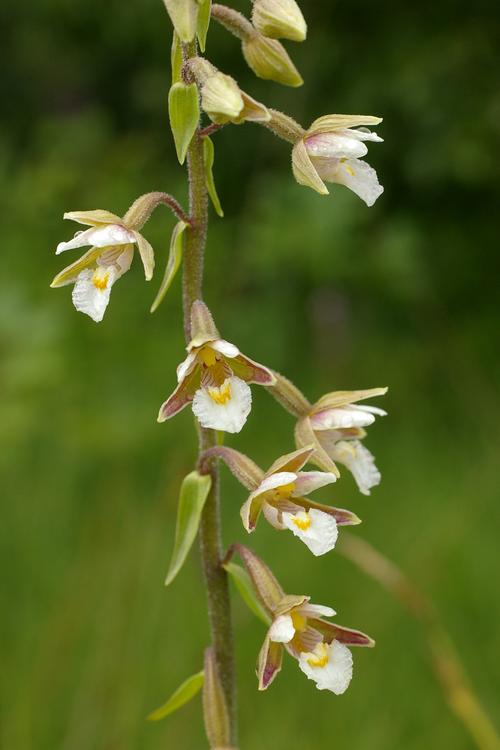 Epipactis palustris.