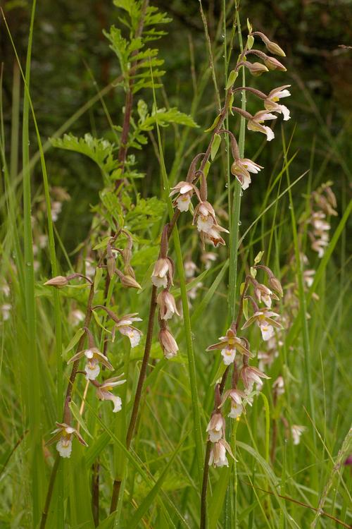 Epipactis palustris.