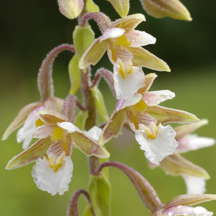 Epipactis palustris.