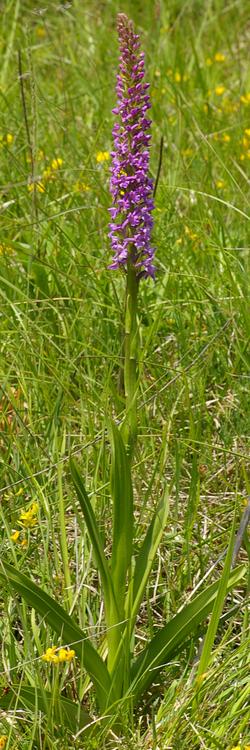 Gymnadenia conopsea.