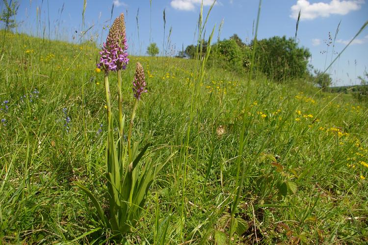 Gymnadenia conopsea.