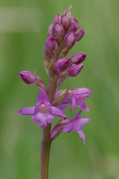 Gymnadenia odoratissima.