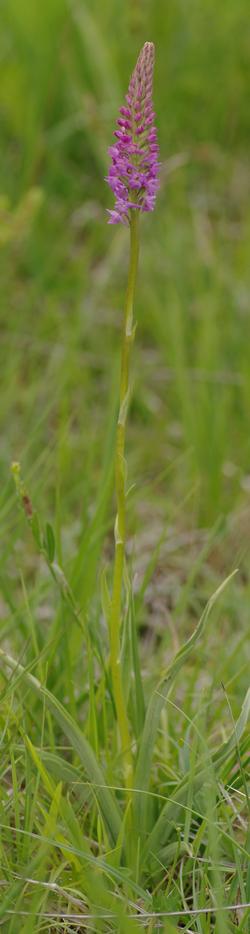 Gymnadenia odoratissima.