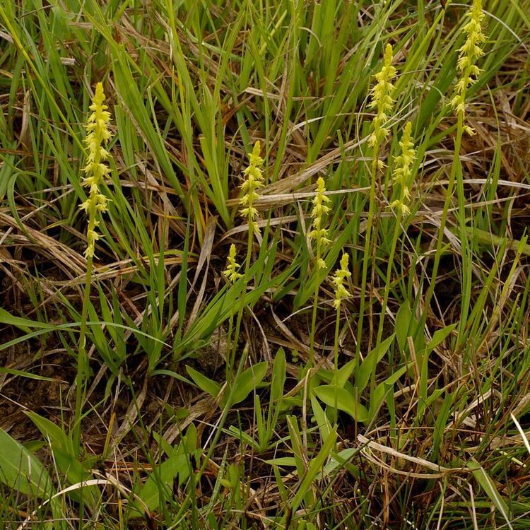 Herminium monorchis.