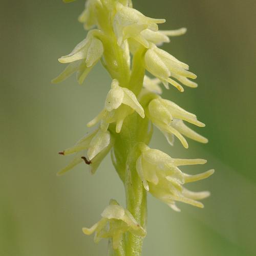 Herminium monorchis.