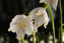 Leucojum vernum