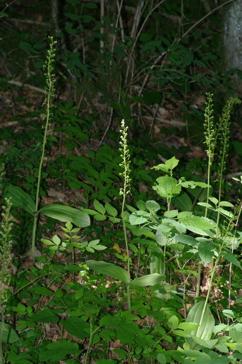 Listera ovata.