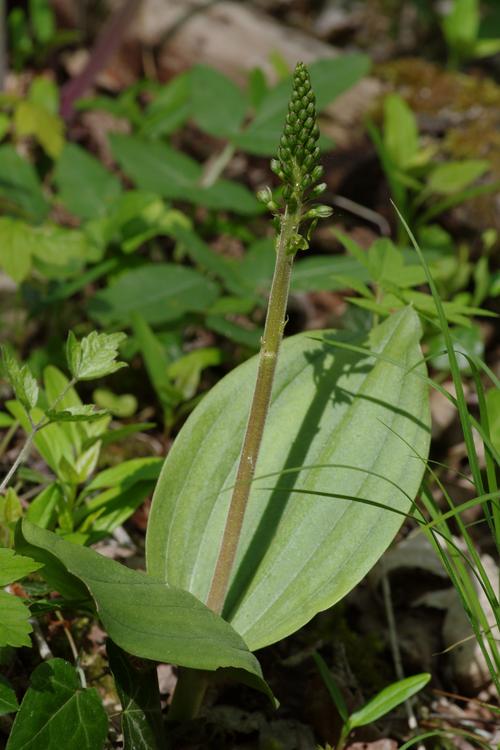 Neottia ovata.