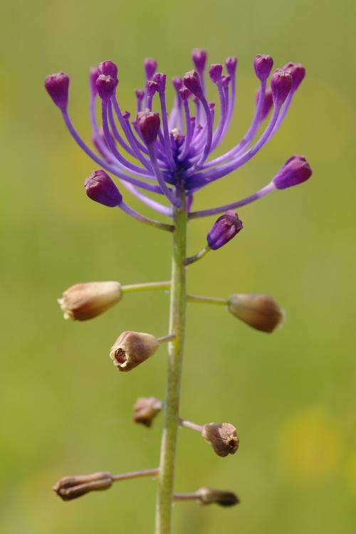 Muscari comosum.