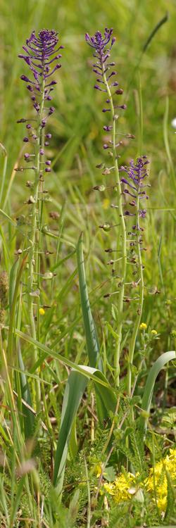 Muscari comosum.