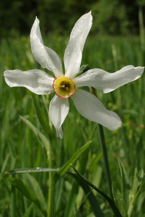 Narcissus poeticus.