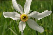 Narcissus poeticus