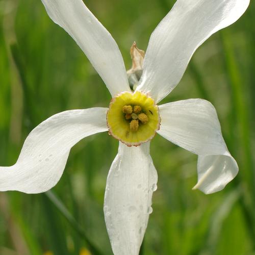 Narcissus poeticus.