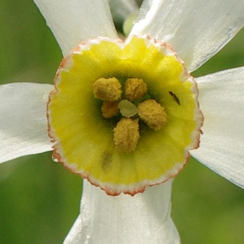 Narcissus poeticus.