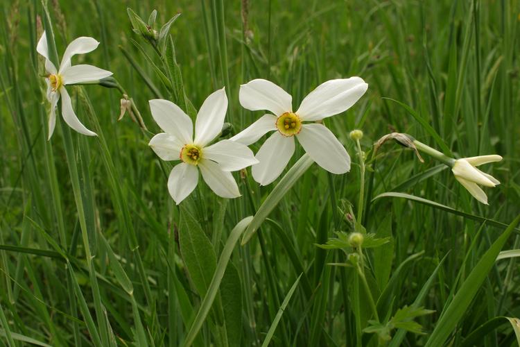 Narcissus poeticus.