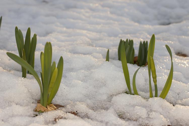 Narcissus pseudonarcissus.