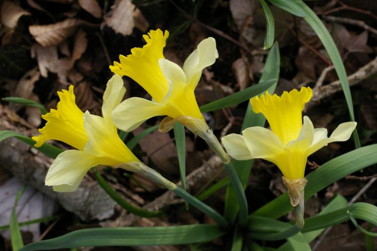 Narcissus pseudonarcissus.