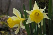 Narcissus pseudonarcissus