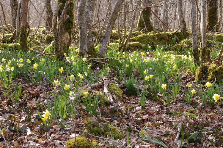 Narcissus pseudonarcissus.