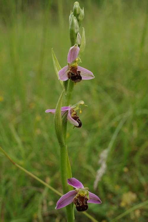 Ophrys apifera.