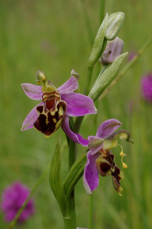 Ophrys apifera.