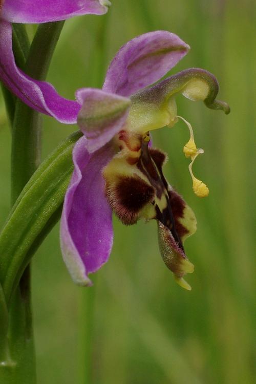 Ophrys apifera.