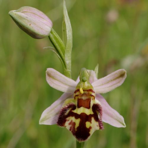 Ophrys apifera.