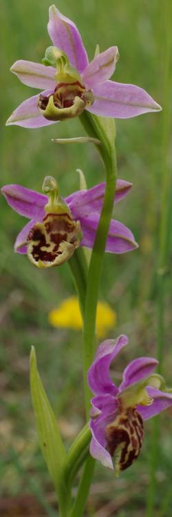 Ophrys apifera.