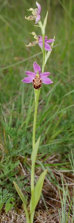 Ophrys apifera.