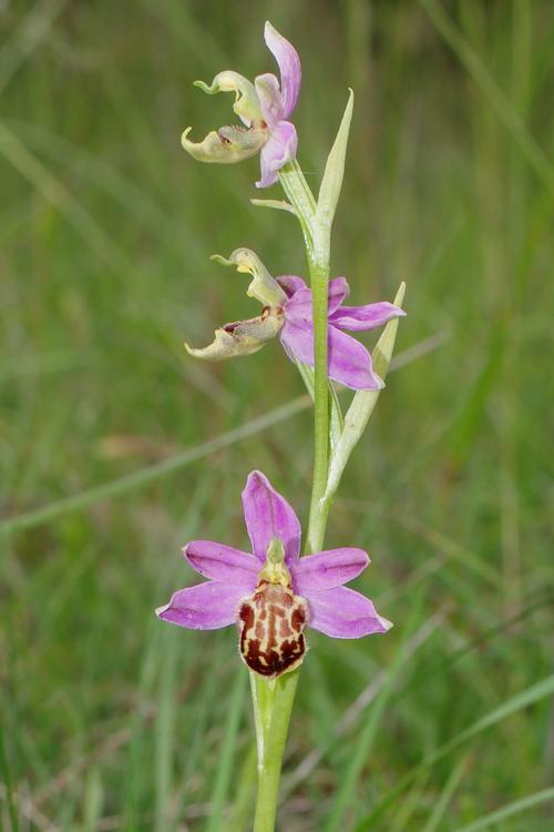 Ophrys apifera.