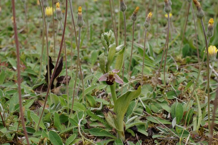 Ophrys apifera.