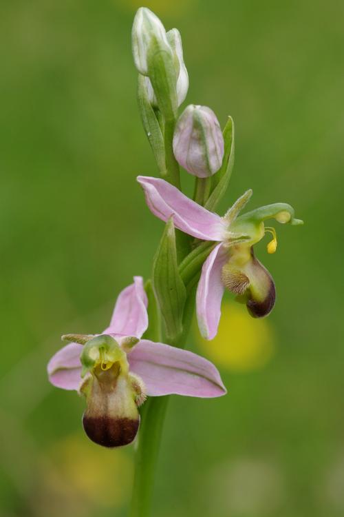 Ophrys apifera.