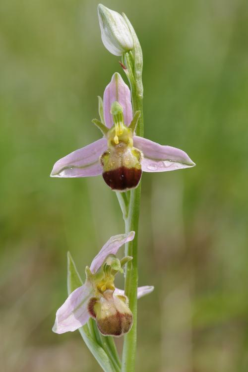 Ophrys apifera.