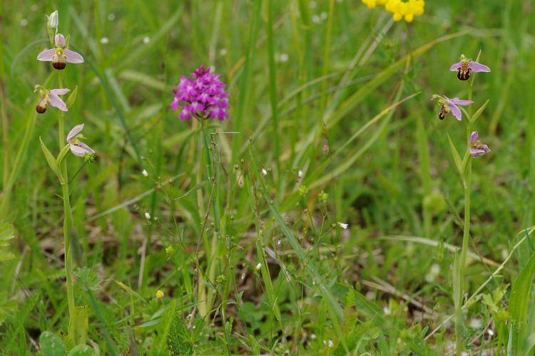 Ophrys apifera.