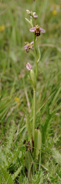 Ophrys apifera.