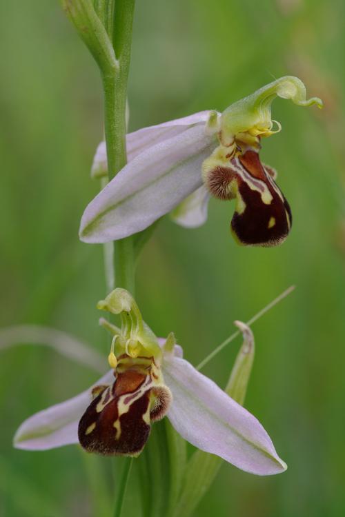 Ophrys apifera.