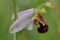 Ophrys apifera.