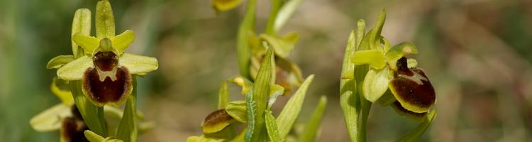 Ophrys araneola.