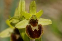 Ophrys araneola