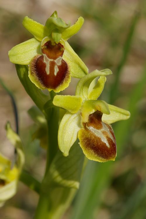 Ophrys araneola.