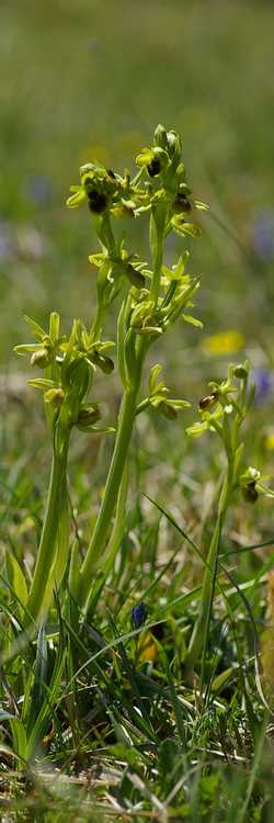 Ophrys araneola.