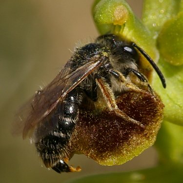 Ophrys araneola.