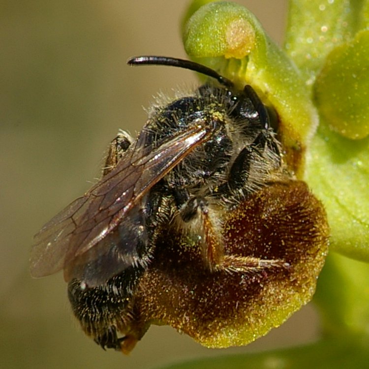 Ophrys araneola.