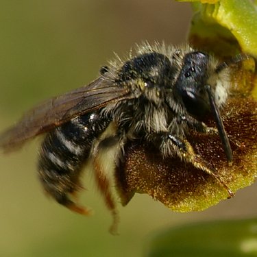 Ophrys araneola.