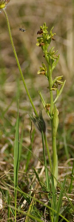 Ophrys araneola.