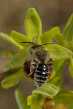 Ophrys araneola.