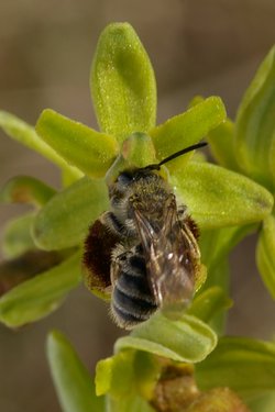 Ophrys araneola.