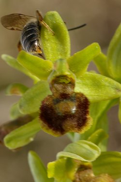 Ophrys araneola.
