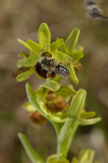 Ophrys araneola.